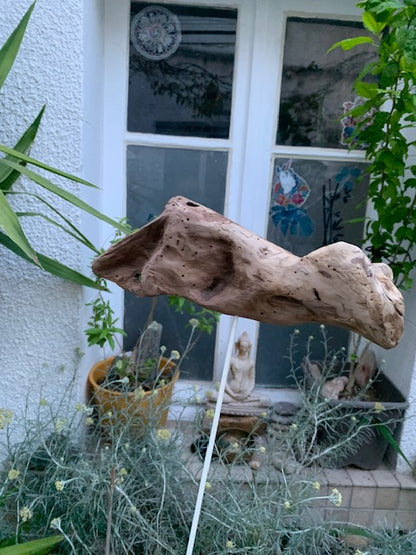 Driftwood sculpture from the Loire: 'Ostrich Head' - 25 cm height × 24 × 10 / ± 850 gr. - Creation Zen Curiosity