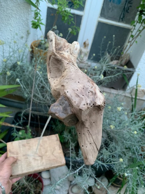 Driftwood sculpture from the Loire: 'Ostrich Head' - 25 cm height × 24 × 10 / ± 850 gr. - Creation Zen Curiosity