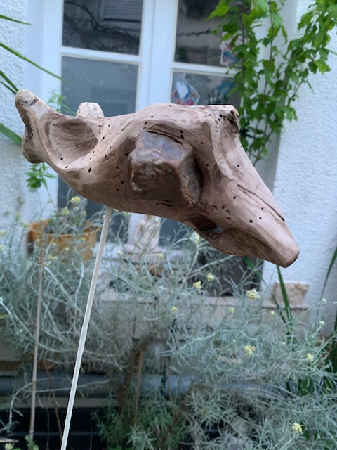 Driftwood sculpture from the Loire: 'Ostrich Head' - 25 cm height × 24 × 10 / ± 850 gr. - Creation Zen Curiosity