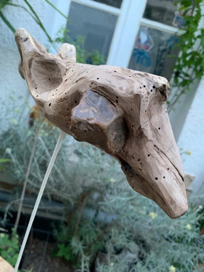 Driftwood sculpture from the Loire: 'Ostrich Head' - 25 cm height × 24 × 10 / ± 850 gr. - Creation Zen Curiosity