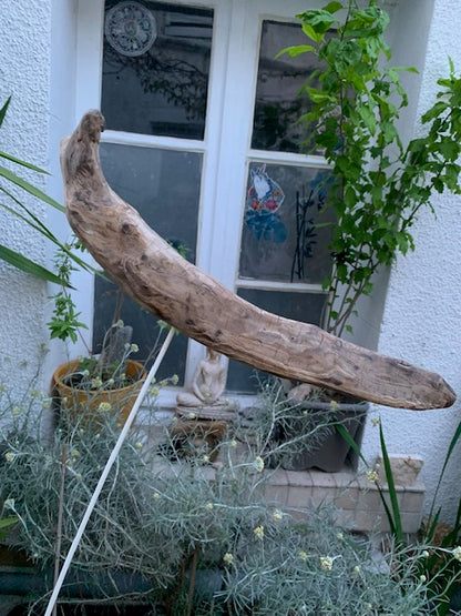 Driftwood sculpture from the Loire: 'Cool Work' - 41 cm height × 36 × 10 / ± 990 gr. - Creation Zen Curiosity