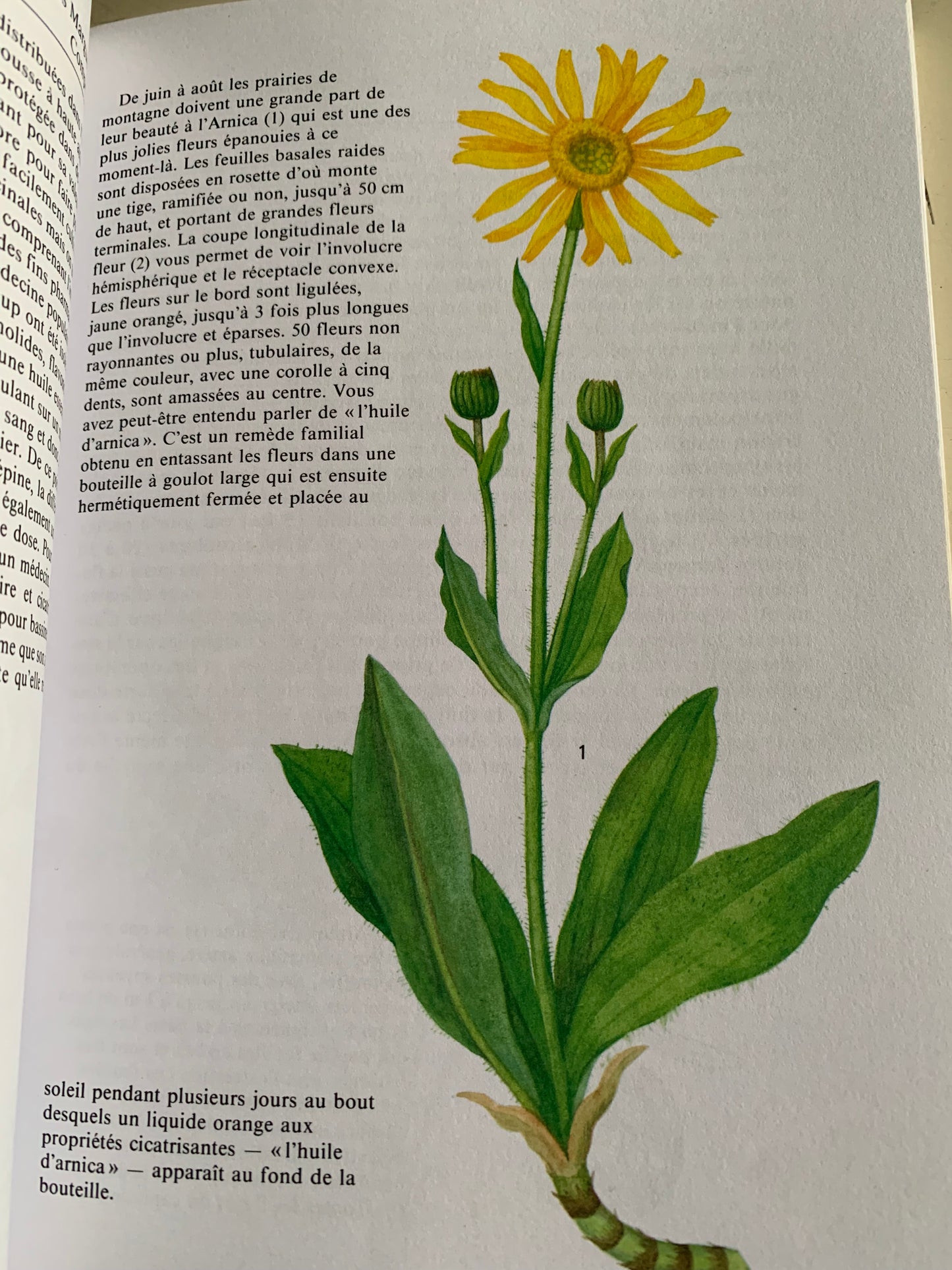 Livre : Plantes médicinales par Frantisek Stary | Editions GRUND