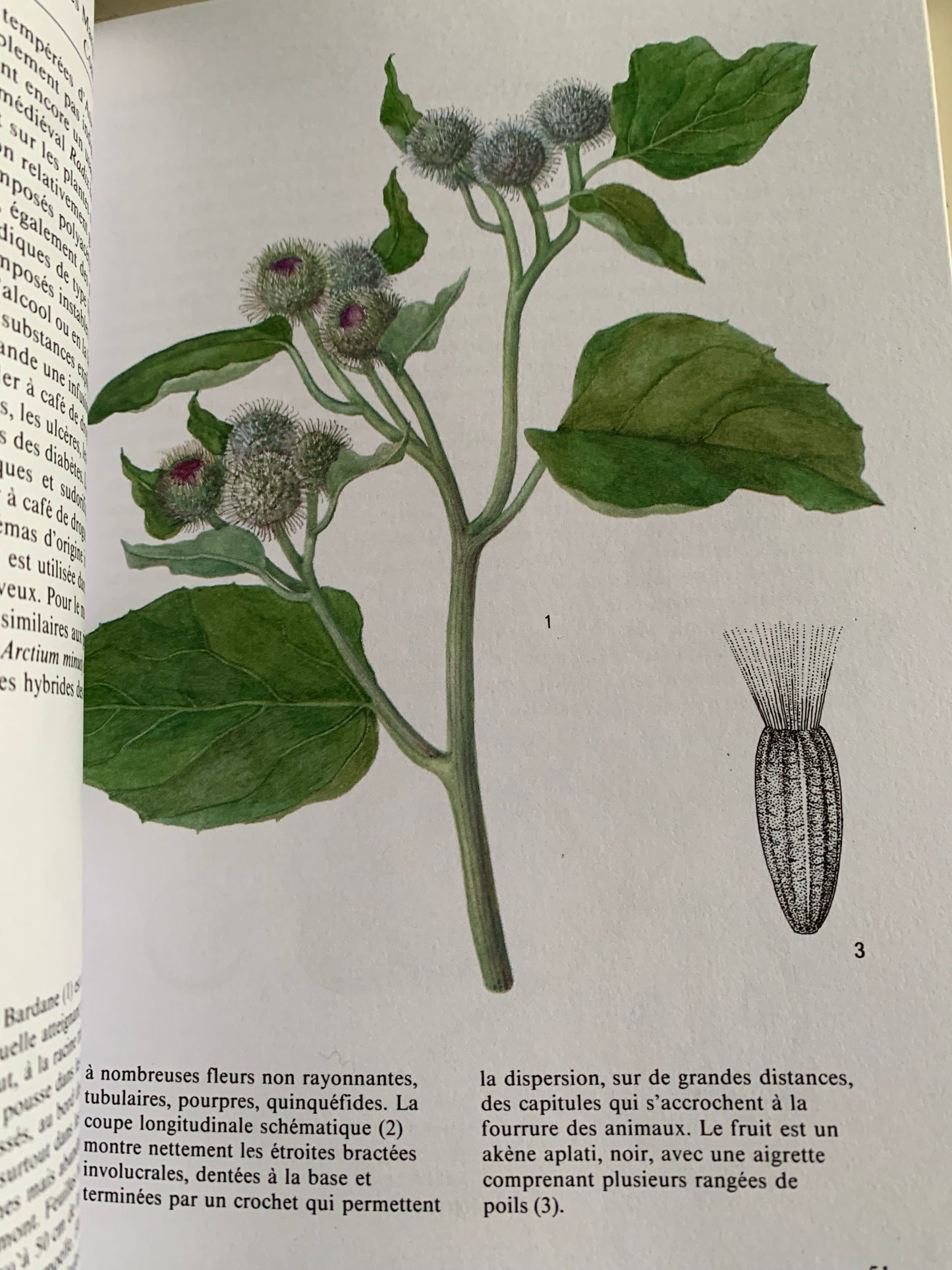 Livre : Plantes médicinales par Frantisek Stary | Editions GRUND