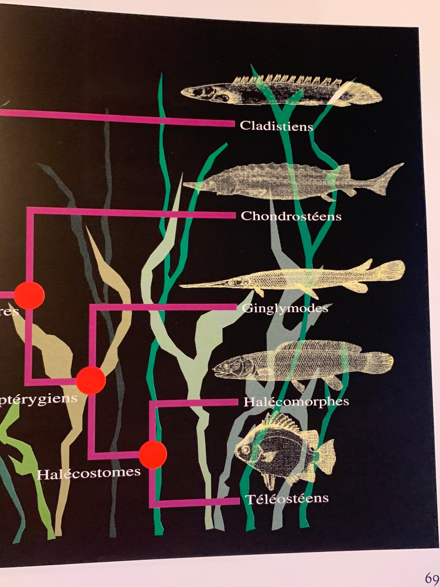 Livre : Les poissons fossiles par un collectif d'Auteur | Format Broché | Editions Liban - Mémoire du Temps