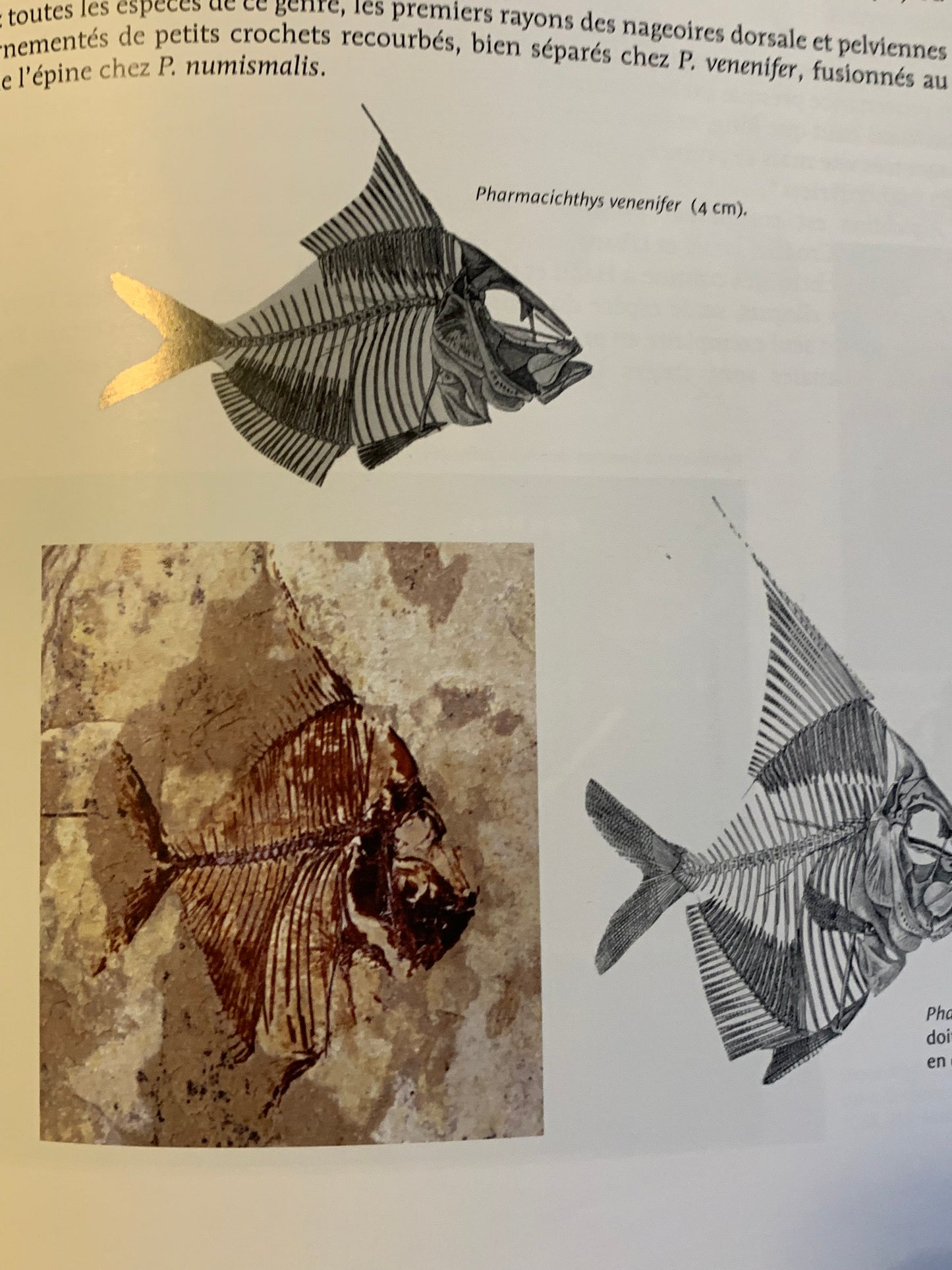 Livre : Les poissons fossiles par un collectif d'Auteur | Format Broché | Editions Liban - Mémoire du Temps