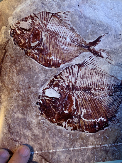 Livre : Les poissons fossiles par un collectif d'Auteur | Format Broché | Editions Liban - Mémoire du Temps