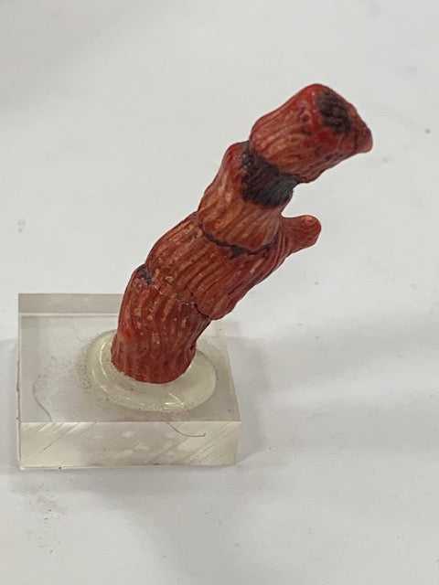 Gorgone (Corail) sur socle – Spécimen de 40 × 15 × 9 mm – 25 g