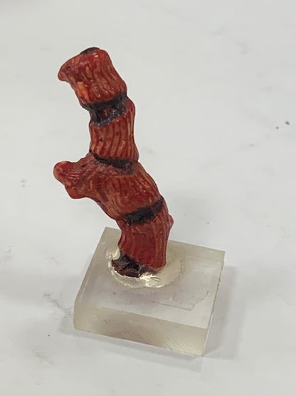 Gorgone (Corail) sur socle – Spécimen de 40 × 15 × 9 mm – 25 g