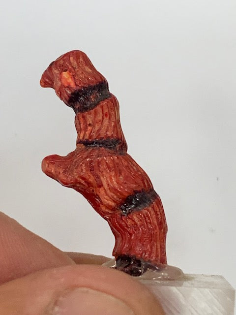 Gorgone (Corail) sur socle – Spécimen de 40 × 15 × 9 mm – 25 g