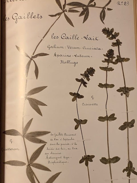 Book: The Forgotten Herbarium by Bernard Bertrand | Paperback | - Published by 'Plume de Carotte'