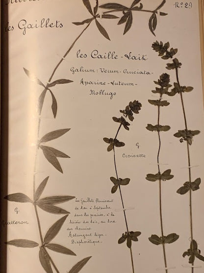 Book: The Forgotten Herbarium by Bernard Bertrand | Paperback | - Published by 'Plume de Carotte'