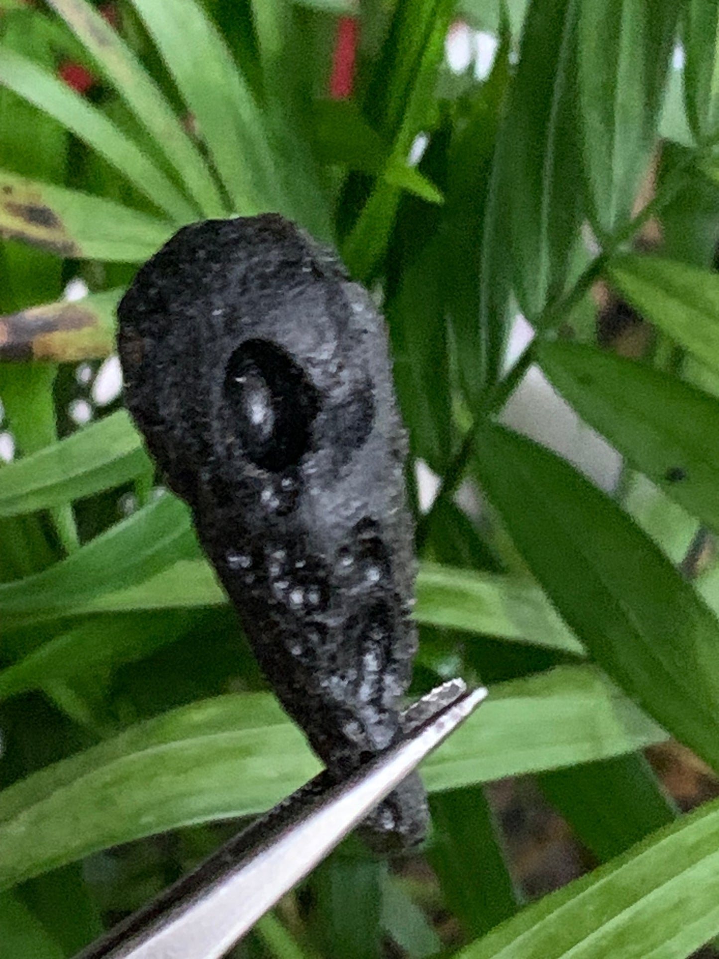 Tectite du Viet-Nam - 40 mm x 16 x 13 - 6,8 grammes. Fascinant, envoutant, hypnotisant !