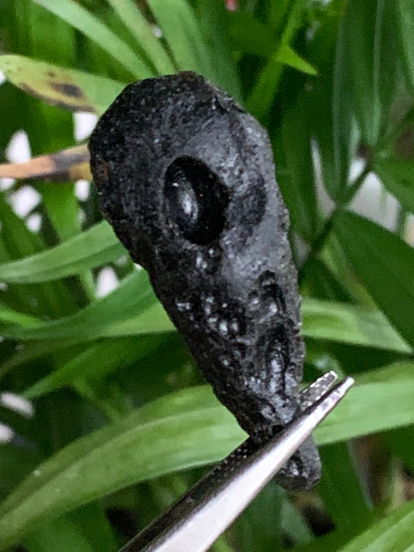 Tectite du Viet-Nam - 40 mm x 16 x 13 - 6,8 grammes. Fascinant, envoutant, hypnotisant !