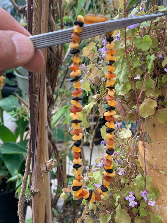 Ambre, collier 'enfant' de 28 cm de long, suivant normes en vigueur (un noeud entre chaque perle). Mix 4 couleurs, superbes effets !