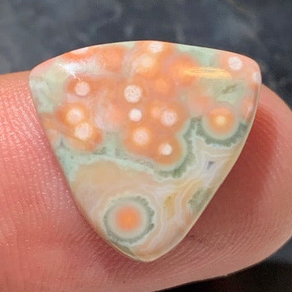 Jaspe Orbiculaire (Aussi appelé Jaspe Océan), cabochon de forme 'Trillion' - ± 18 x 4 mm - 1,5 gr. - Qualité AAA !