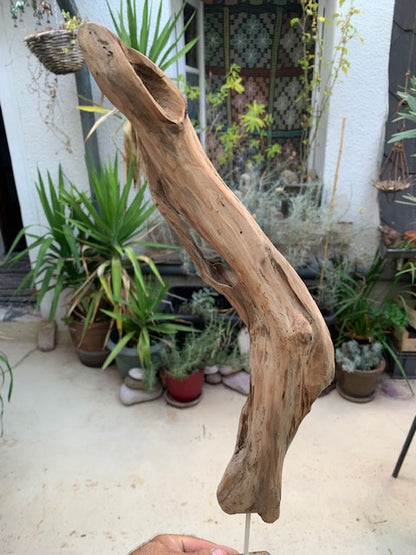 Sculpture en bois flotté de Loire - Bec d'oiseau - 53 cm de hauteur × 19 × 17 / ± 0,5 kg - Création Zen Curiosity