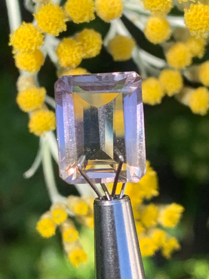 Ametrine, pierre taillée de 13mm x10 x7 - 7 carats. Magnifiques reflets bi-couleurs, parfait en bijouterie, collection ,exposition...