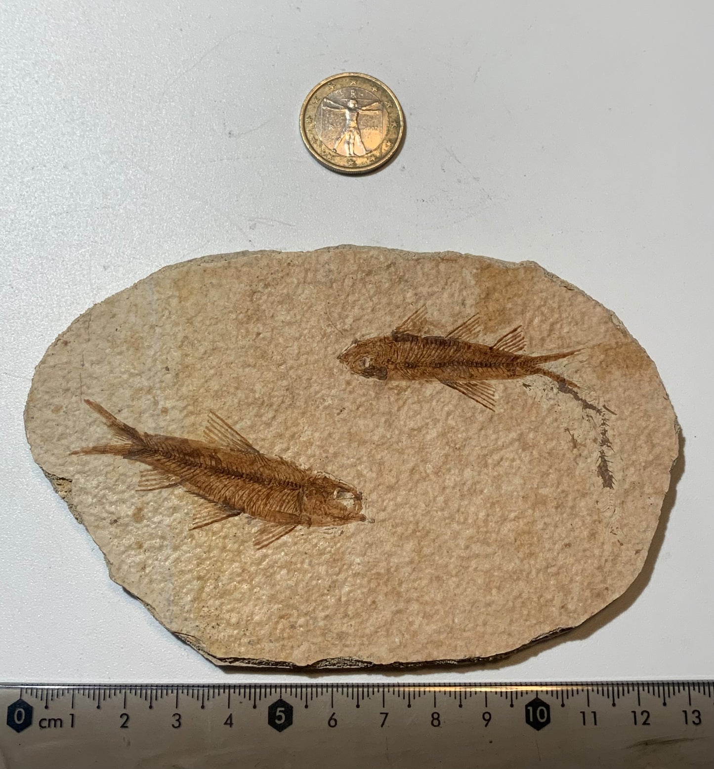 Poisson fossilisé "Knigtia Eocaena" sur plaque de grès de 13 x 8 x 0,8 centimètres / 115 grammes. Parfait pour décoration, collection ou exposition...