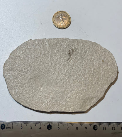 Poisson fossilisé "Knigtia Eocaena" sur plaque de grès de 13 x 8 x 0,8 centimètres / 115 grammes. Parfait pour décoration, collection ou exposition...