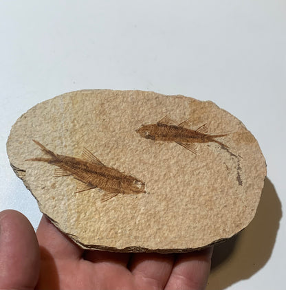 Poisson fossilisé "Knigtia Eocaena" sur plaque de grès de 13 x 8 x 0,8 centimètres / 115 grammes. Parfait pour décoration, collection ou exposition...