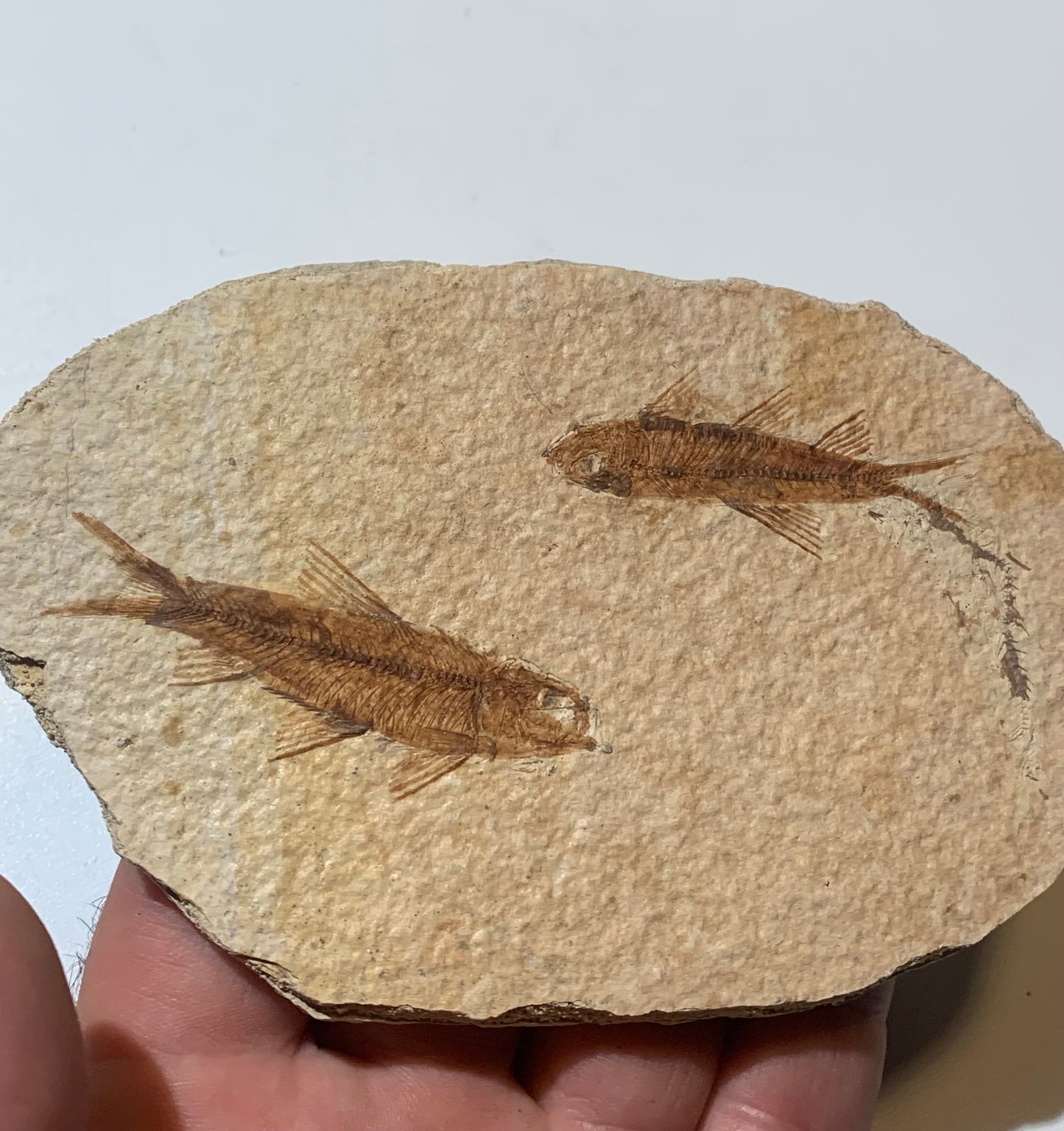 Poisson fossilisé "Knigtia Eocaena" sur plaque de grès de 13 x 8 x 0,8 centimètres / 115 grammes. Parfait pour décoration, collection ou exposition...