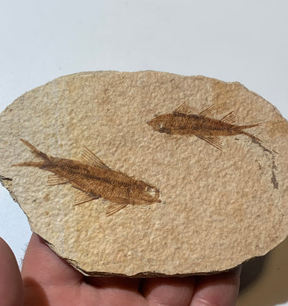 Poisson fossilisé "Knigtia Eocaena" sur plaque de grès de 13 x 8 x 0,8 centimètres / 115 grammes. Parfait pour décoration, collection ou exposition...