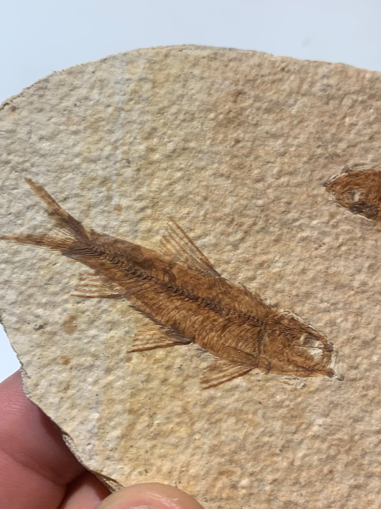 Poisson fossilisé "Knigtia Eocaena" sur plaque de grès de 13 x 8 x 0,8 centimètres / 115 grammes. Parfait pour décoration, collection ou exposition...