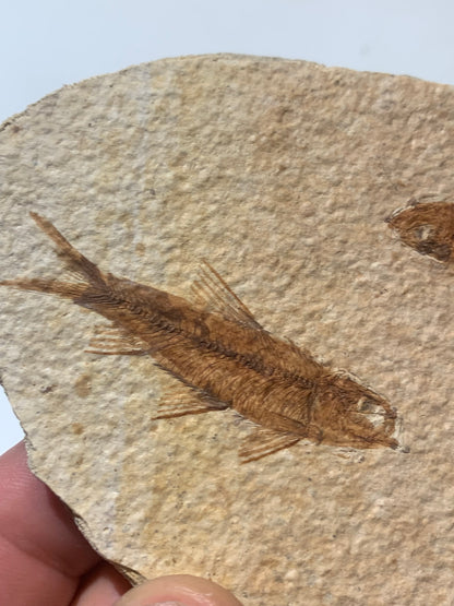 Poisson fossilisé "Knigtia Eocaena" sur plaque de grès de 13 x 8 x 0,8 centimètres / 115 grammes. Parfait pour décoration, collection ou exposition...