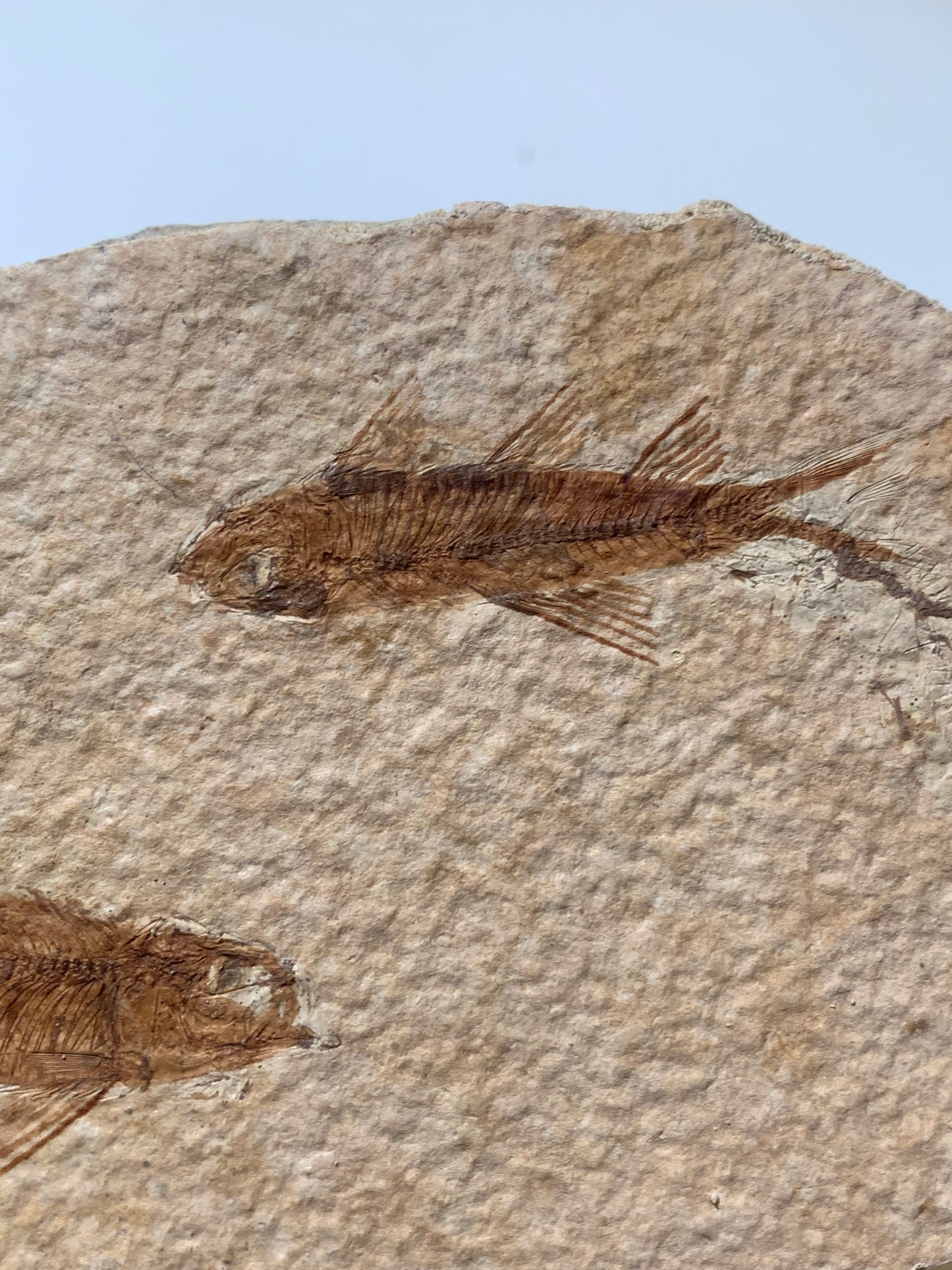 Poisson fossilisé "Knigtia Eocaena" sur plaque de grès de 13 x 8 x 0,8 centimètres / 115 grammes. Parfait pour décoration, collection ou exposition...