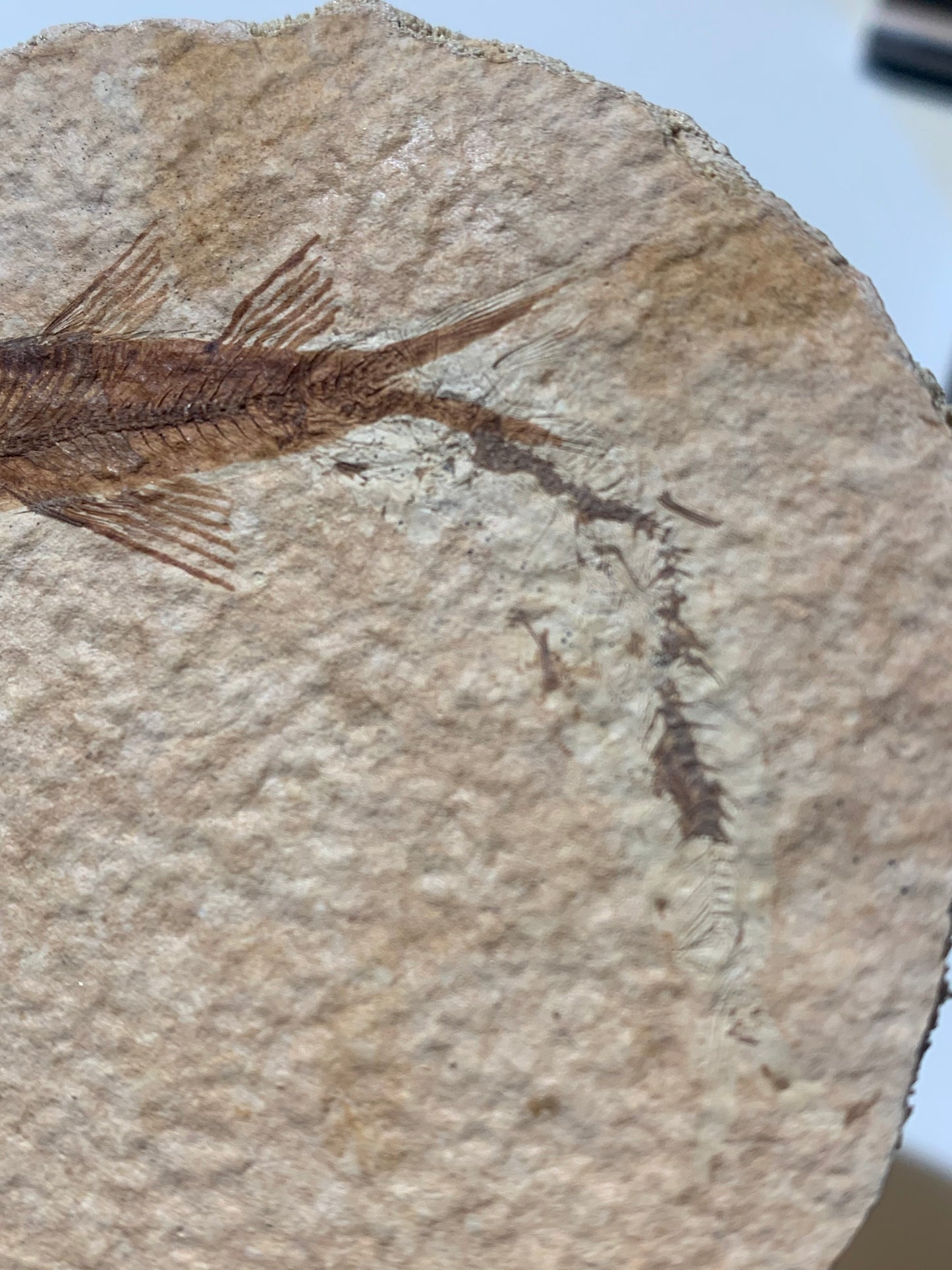 Poisson fossilisé "Knigtia Eocaena" sur plaque de grès de 13 x 8 x 0,8 centimètres / 115 grammes. Parfait pour décoration, collection ou exposition...