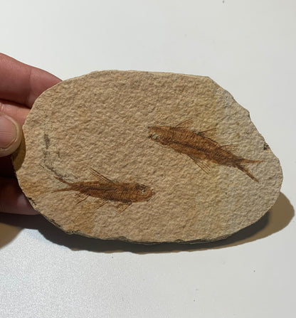 Poisson fossilisé "Knigtia Eocaena" sur plaque de grès de 13 x 8 x 0,8 centimètres / 115 grammes. Parfait pour décoration, collection ou exposition...