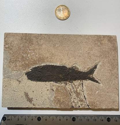 Poisson fossilisé "Leptolepis straliformis" sur plaque de grès de 15,5 x 10 x 2 centimètres / + de 500 grammes. Parfait pour décoration, collection ou exposition...