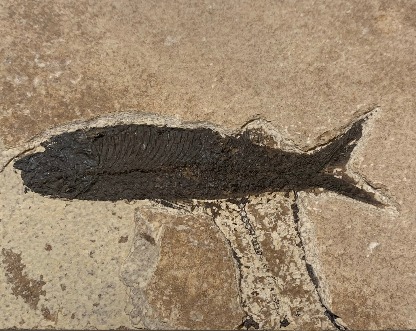 Poisson fossilisé "Leptolepis straliformis" sur plaque de grès de 15,5 x 10 x 2 centimètres / + de 500 grammes. Parfait pour décoration, collection ou exposition...