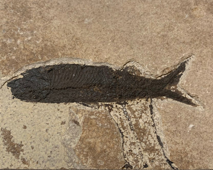 Poisson fossilisé "Leptolepis straliformis" sur plaque de grès de 15,5 x 10 x 2 centimètres / + de 500 grammes. Parfait pour décoration, collection ou exposition...