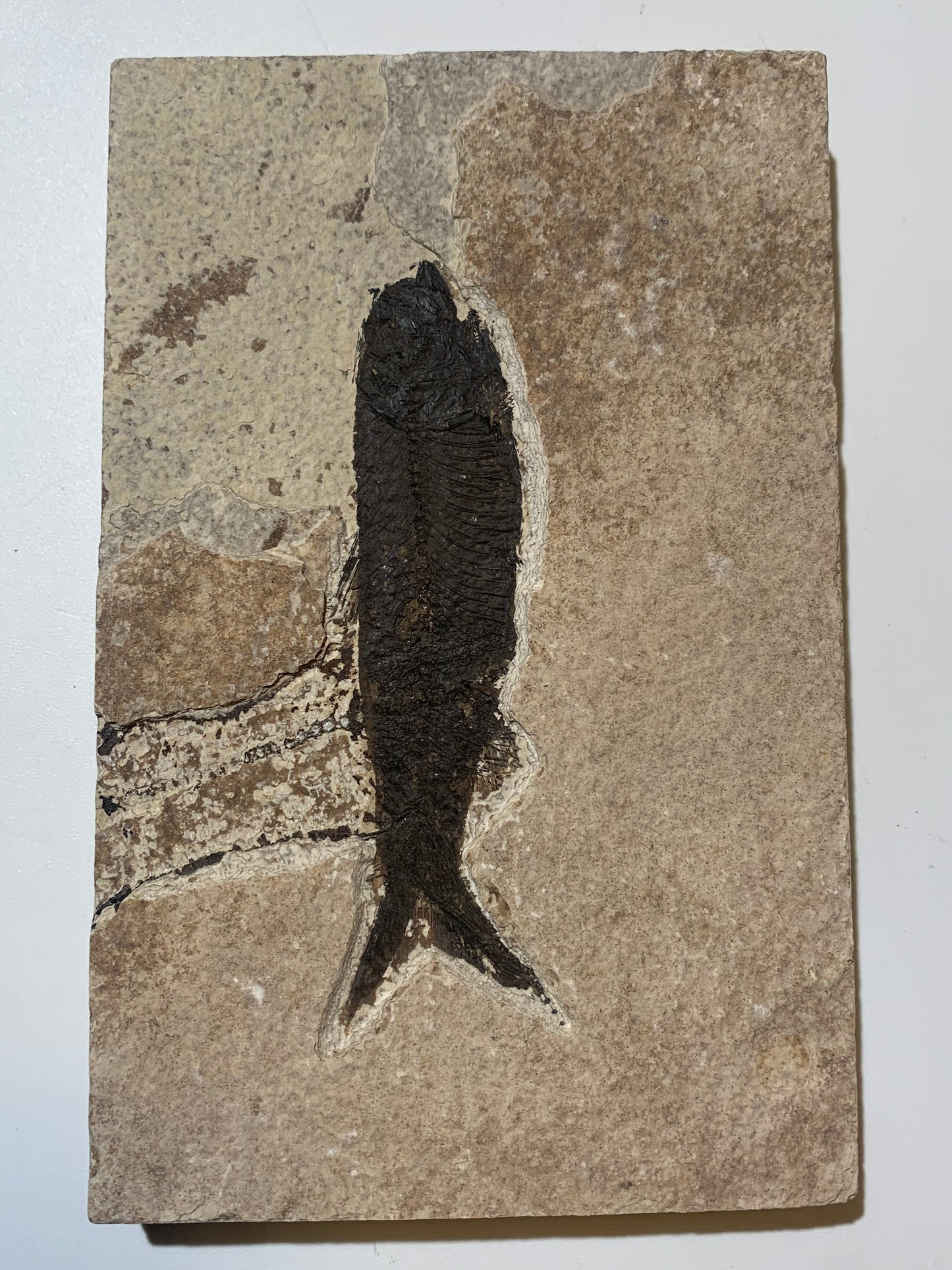 Poisson fossilisé "Leptolepis straliformis" sur plaque de grès de 15,5 x 10 x 2 centimètres / + de 500 grammes. Parfait pour décoration, collection ou exposition...