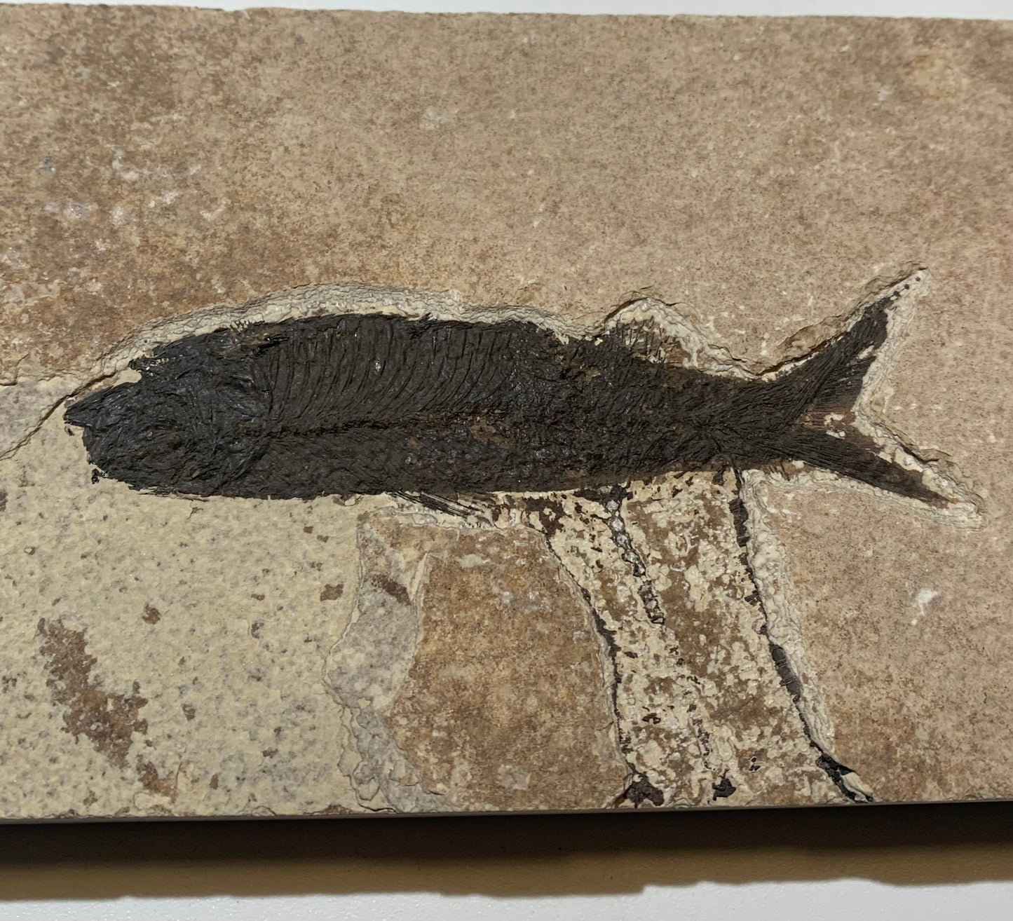 Poisson fossilisé "Leptolepis straliformis" sur plaque de grès de 15,5 x 10 x 2 centimètres / + de 500 grammes. Parfait pour décoration, collection ou exposition...
