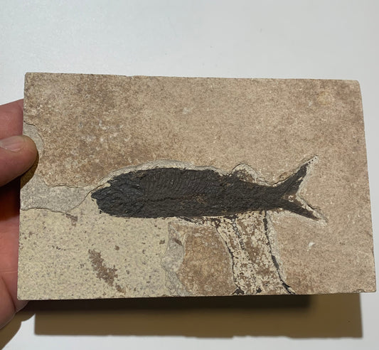 Poisson fossilisé "Leptolepis straliformis" sur plaque de grès de 15,5 x 10 x 2 centimètres / + de 500 grammes. Parfait pour décoration, collection ou exposition...