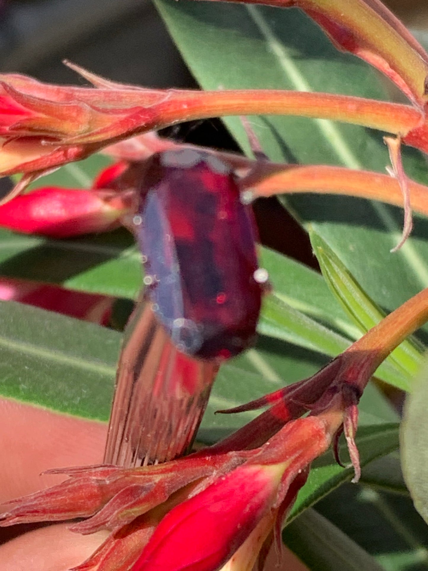 Grenat Almandin, pierre taillée de 14mm x7 x5 - 4 carats. Parfait en bijouterie, collection ,exposition...