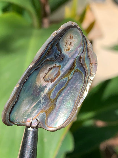 Nacre, pièce de 38mm x24 x3 - 3,5 grammes. Parfait en bijouterie, collection ,exposition...