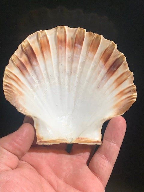 Natural Scallop Shell – Renowned for its Powerful Energy – Dimensions 14 to 16 cm – Weight approx. 50/70 g