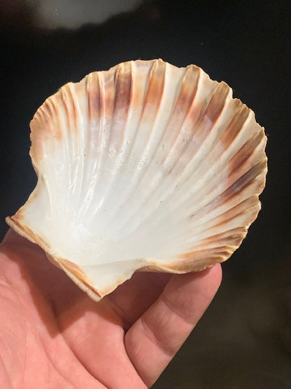 Coquille de Saint-Jacques Naturelle – Reconnue pour sa Puissante Forme Énergétique – Dimensions 14 à 16 cm – Poids env. 50/70 g