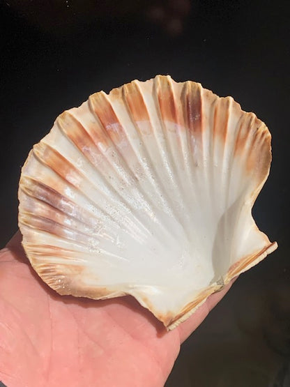 Coquille de Saint-Jacques Naturelle – Reconnue pour sa Puissante Forme Énergétique – Dimensions 14 à 16 cm – Poids env. 50/70 g