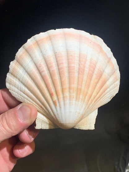 Coquille de Saint-Jacques Naturelle – Reconnue pour sa Puissante Forme Énergétique – Dimensions 14 à 16 cm – Poids env. 50/70 g