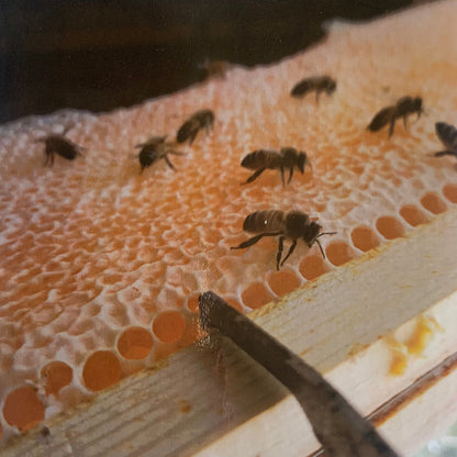 Miel naturel de Haute-Montagne de France (Savoie) - 250/500/1000 g – Médaille d’Argent 2024 – Goûtez nos Variétés Authentiques