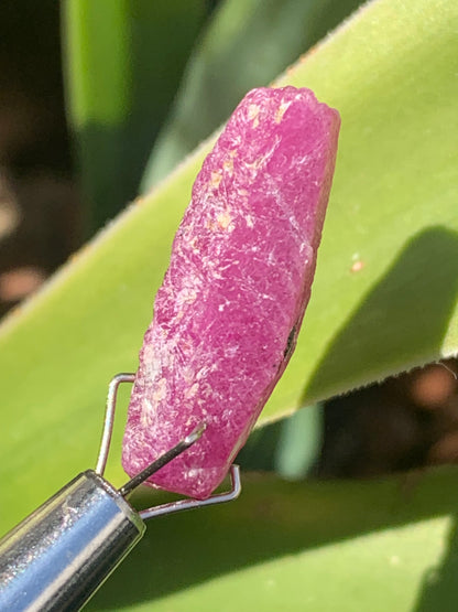 Rubis 'navette' de Mauritanie, cristaux bruts vendus a l'unité ou en lot, d'environ de 24mm x6 x 6 - 6,1 grammes (lot). Parfait en bijouterie, collection ,exposition...