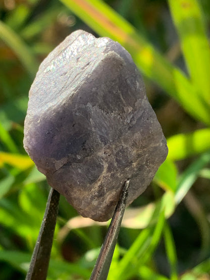 Tanzanite, spécimen brut de 32mm x21 x20 - 18 grammes. Parfait en collection, exposition, lapidage...