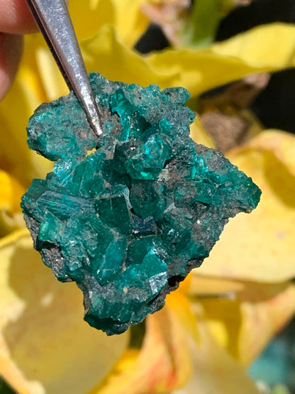 Dioptase, spécimen cristalisé de 32mm x 26 x 14 - 7,8 grammes ! Rare et puissante en minéralogie et lithothérapie !