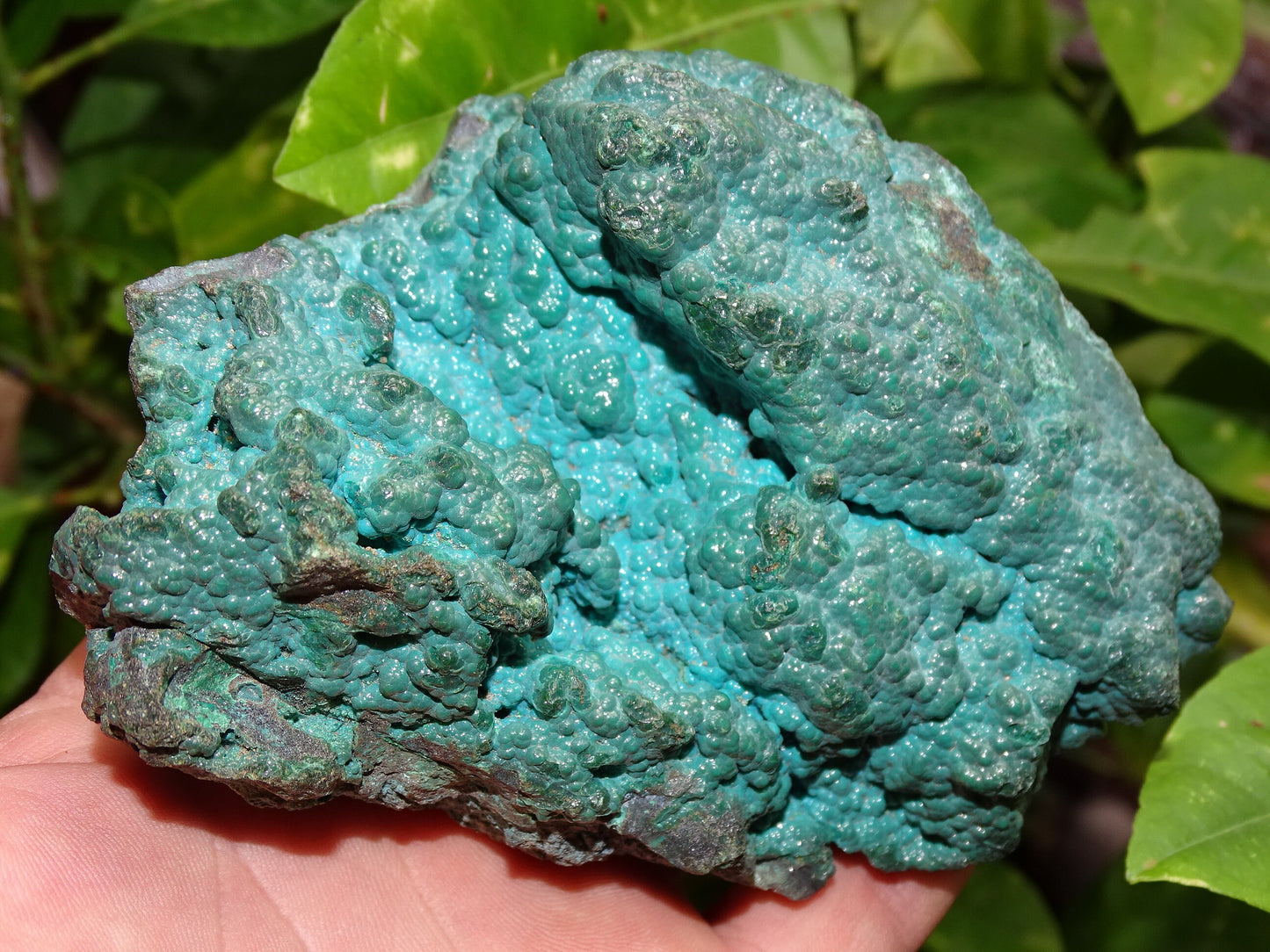 Chrysocolle, superbe spécimen brut de 110 x 90 x 80 - 245 grammes !