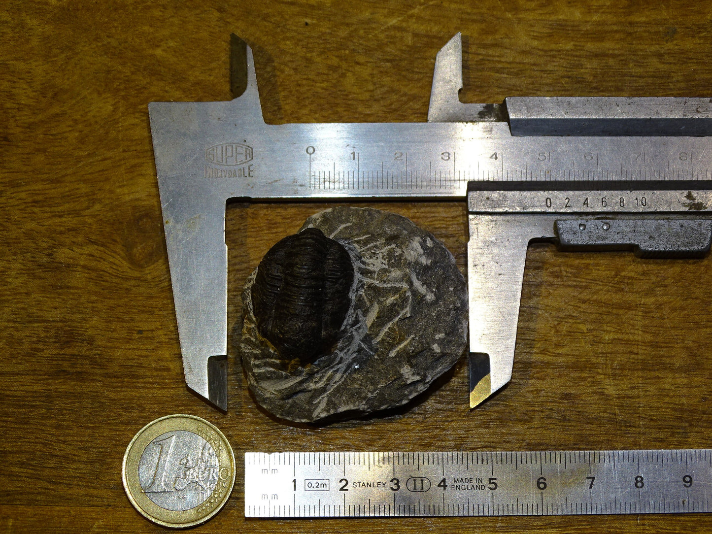 Trilobites Phacops, fossile de 47 mm x 45 x 33 - 65,8 grammes. Parfait pour collection, exposition...