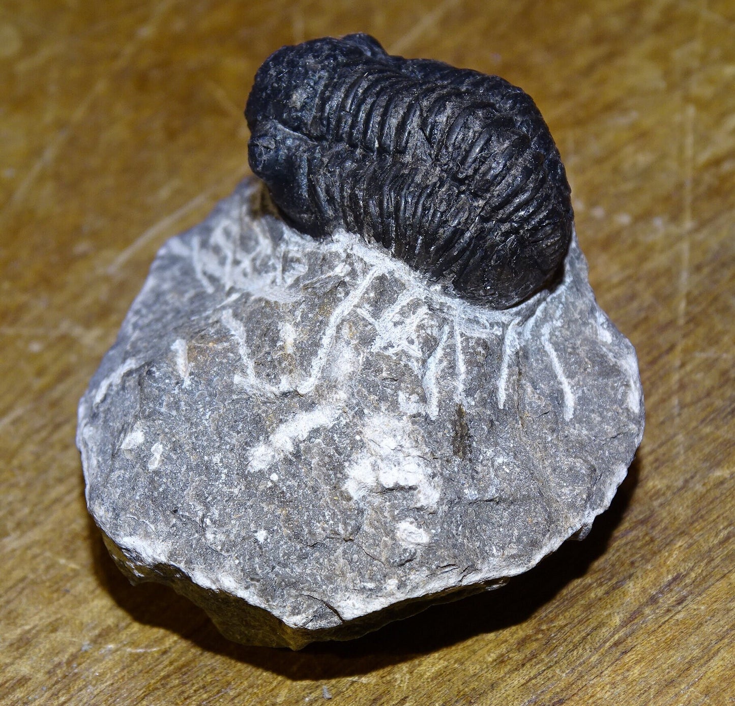 Trilobites Phacops, fossile de 47 mm x 45 x 33 - 65,8 grammes. Parfait pour collection, exposition...